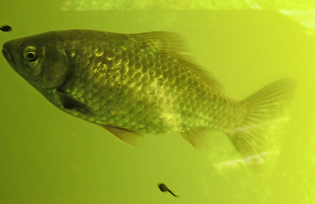 20210524 0302CPw [D~LIP] Fisch, UWZ,  Bad Salzuflen