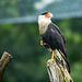 20240530_zoopark erfurt (d800)