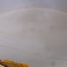 gbw - eastern rainbow