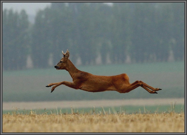 le grand saut ......