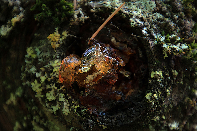 La gomme du cerisier