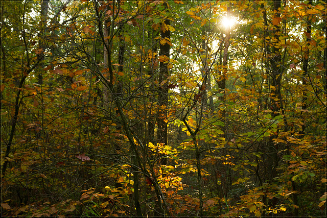 Het Goor, Herfst