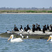 Day 3, Neotropic/Double-crested Cormorants & American White Pelicans