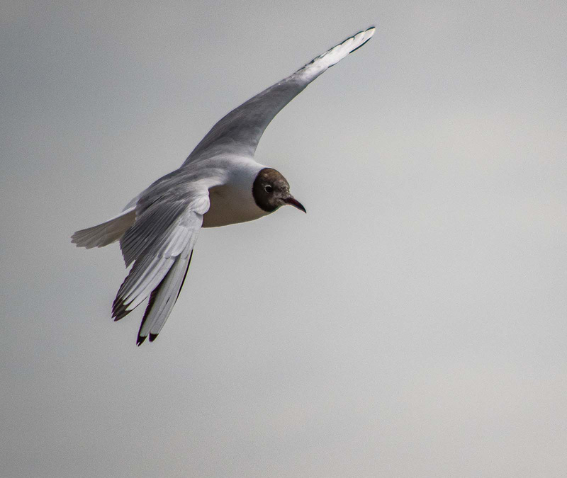 Gull in flight2