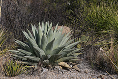 Havard Agave