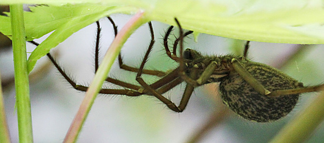 20100514 3484Mw [D~LIP] Haus-, Winkelspinne, (Eratigena atrica syn. Tegenaria atrica), Bad Salzuflen