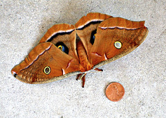 Polyphemus adult moth.