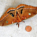 Polyphemus adult moth.