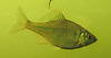 20210524 0304CPw [D~LIP] Fisch, UWZ,  Bad Salzuflen