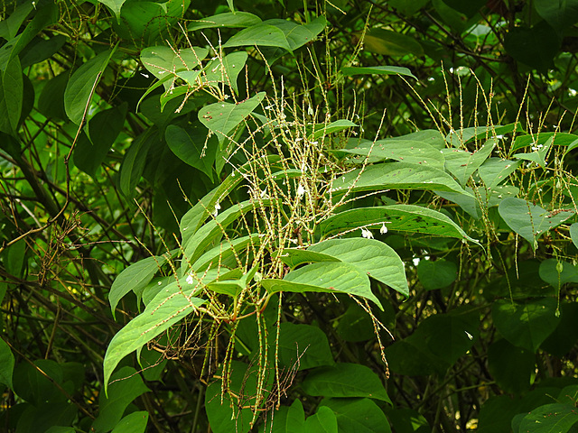 20210927 2904CPw [D~LIP] Japanischer Staudenknöterich (Fallopia japonica), UWZ, Bad Salzuflen