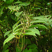 20210927 2904CPw [D~LIP] Japanischer Staudenknöterich (Fallopia japonica), UWZ, Bad Salzuflen