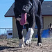 Clyde, the galloping mutt