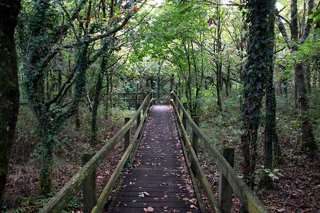 Woodland Path