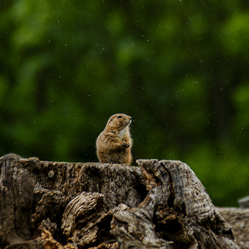 20240530_zoopark erfurt (d800)