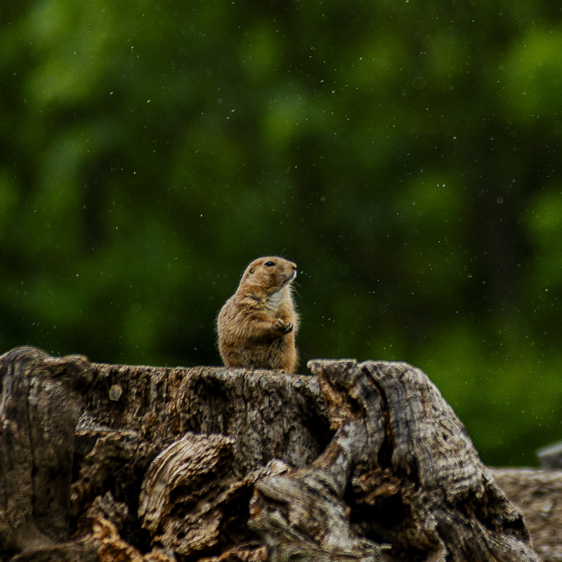 20240530_zoopark erfurt (d800)