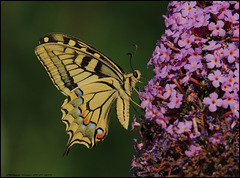 LE MACHAON