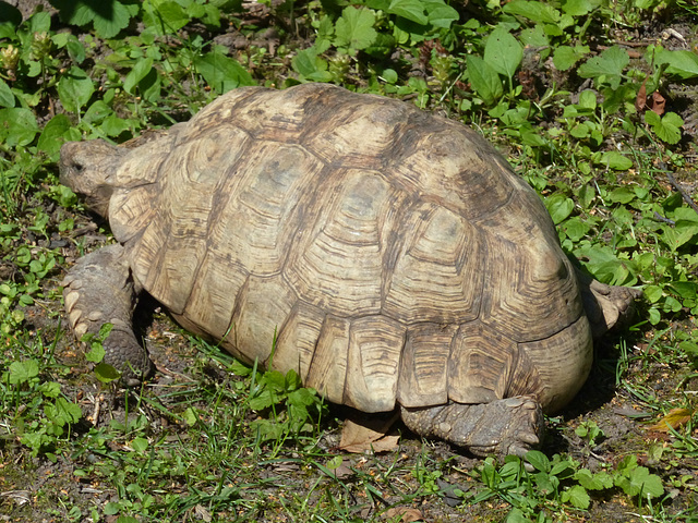 Helsinki Zoo (17) - 2 August 2016