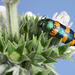 Castiarina sp. cf. viridissima, PL3594A