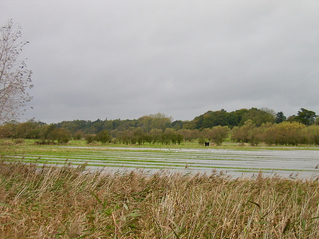 The River Trent flood plain at Alrewas highlights the ancient Ridge and Furrow ploughing method