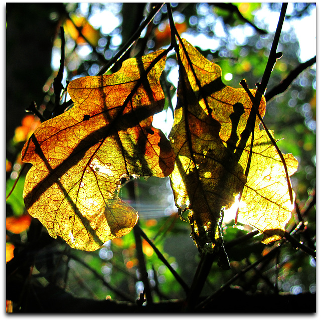 Sunlight and shadows on autumn oak leaves