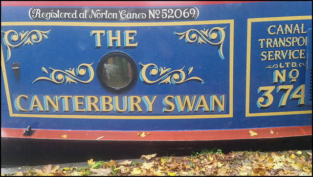 Canterbury Swan