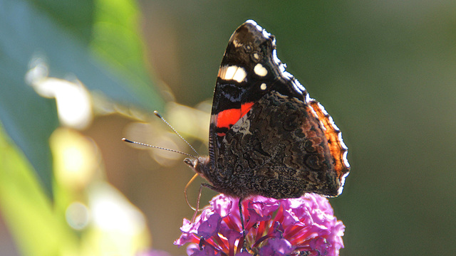 Admiral (Vanessa atalanta)