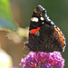 Admiral (Vanessa atalanta)