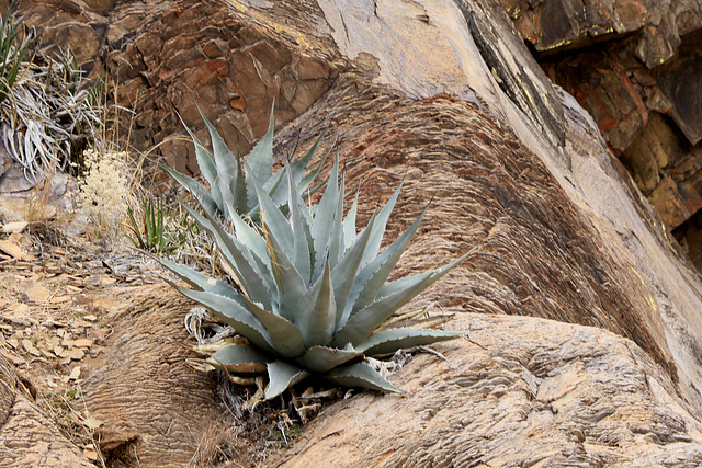 Havard Agave