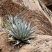 Havard Agave