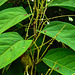 20210927 2905CPw [D~LIP] Japanischer Staudenknöterich (Fallopia japonica), UWZ, Bad Salzuflen