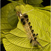 IMG 2317 Caterpillar