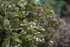 Dry hydrangea