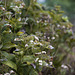 Dry hydrangea