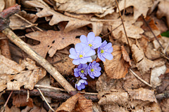 Frühlingsbote aus der Vergangenheit