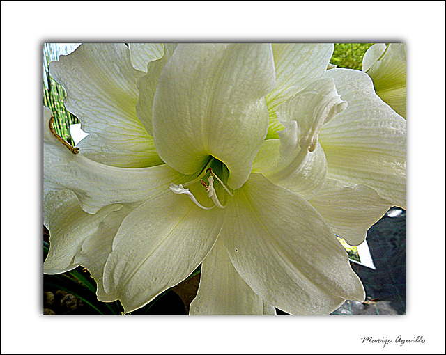 Flor de jenjibre