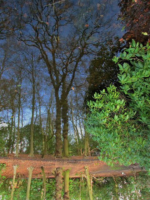 Trees at Hare Hill.