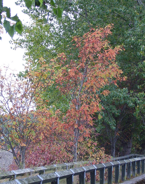 gbw - leaf colours