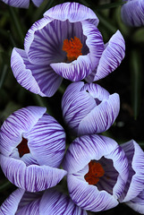 Crocuses