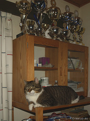 Bastian on the shelf