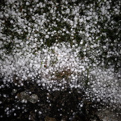 hail stones