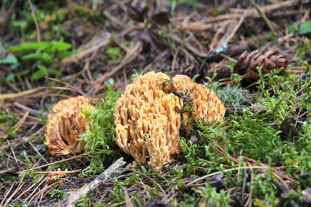 Goldene Koralle auch Ziegenbart genannt