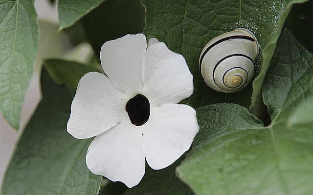 Oeil noir de Suzanne