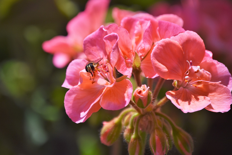 géranium rose