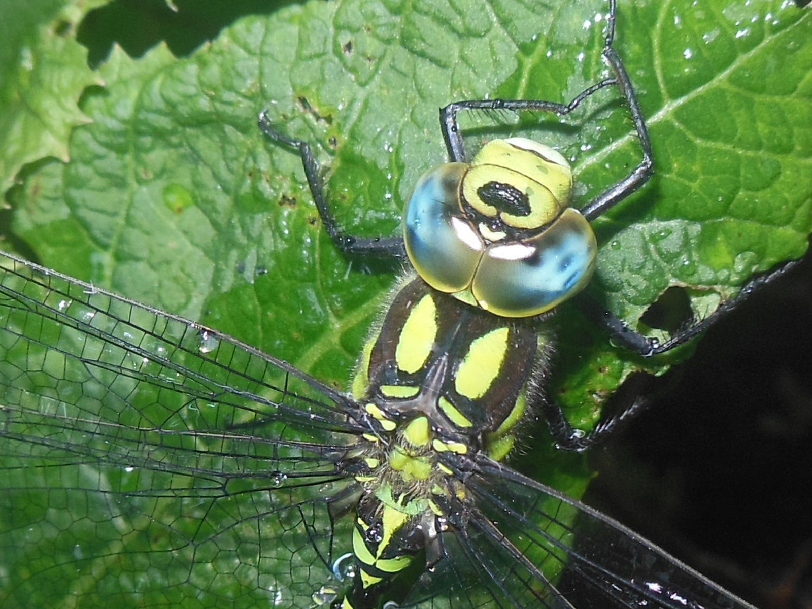 Der Libelle in die Augen geschaut