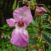 20210927 2906CPw [D~LIP] Drüsiges Springkraut (Impatiens glandulifera), UWZ, Bad Salzuflen