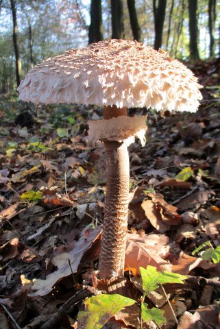 Lépiote (Parc de Lacroix-Laval)