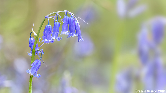 Bluebell