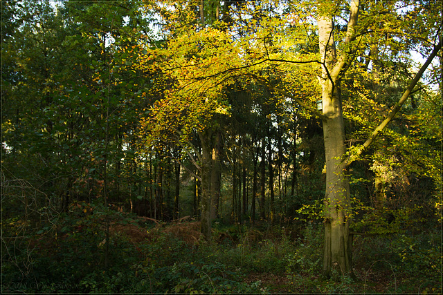 Het Goor, Herfst