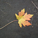 14/50 maple leaf, feuille d'érable