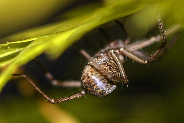 20100514 3487Mw [D~LIP] Haus-, Winkelspinne, (Eratigena atrica syn. Tegenaria atrica), Bad Salzuflen